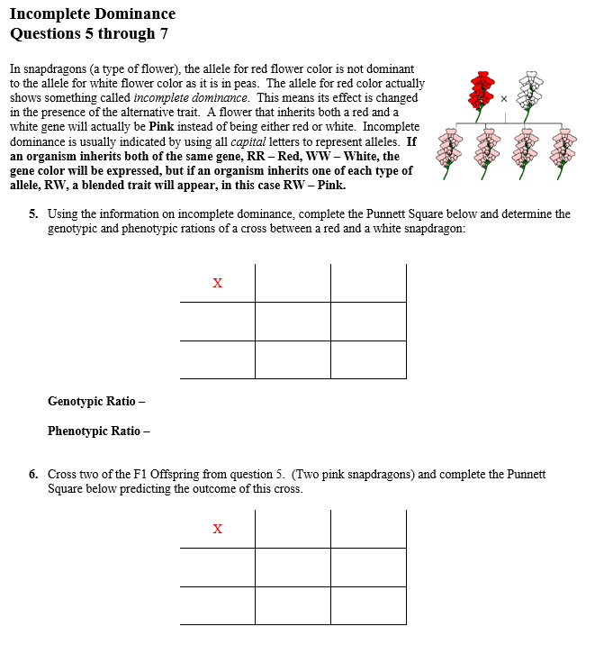 incomplete dominance punnett square