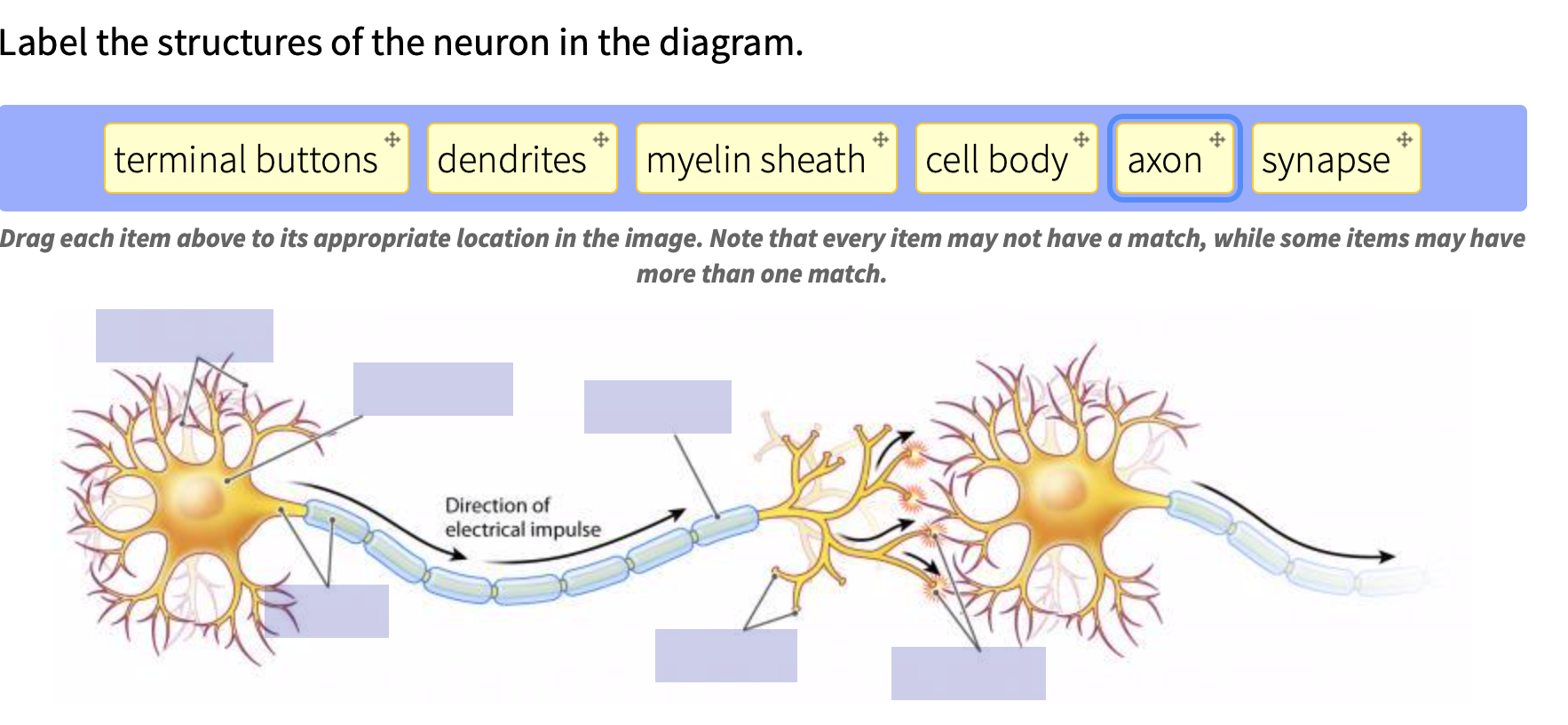 930+ Drawing Of Nerve Cell Stock Photos, Pictures & Royalty-Free Images -  iStock