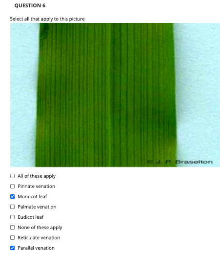 monocot leaf venation