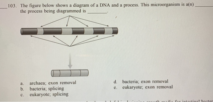 Solved 103. The figure below shows a diagram of a DNA and a | Chegg.com
