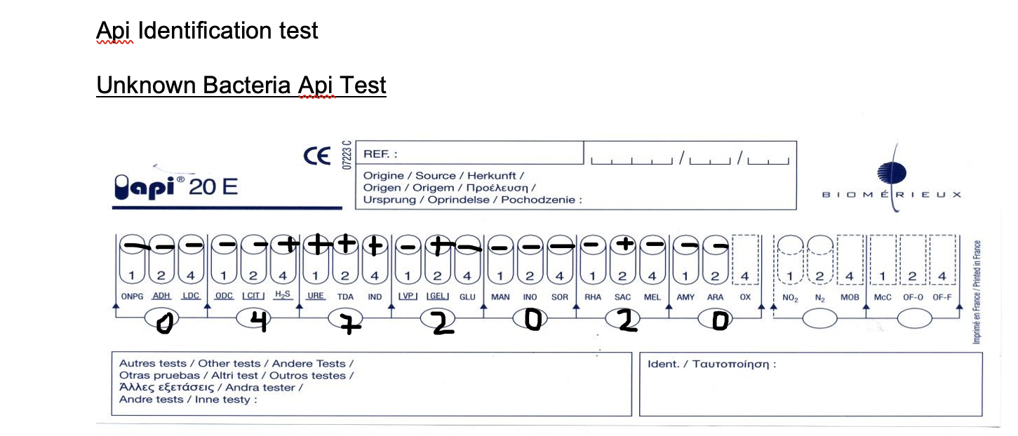 Solved Api Identification test Unknown Bacteria Api Test CE | Chegg.com