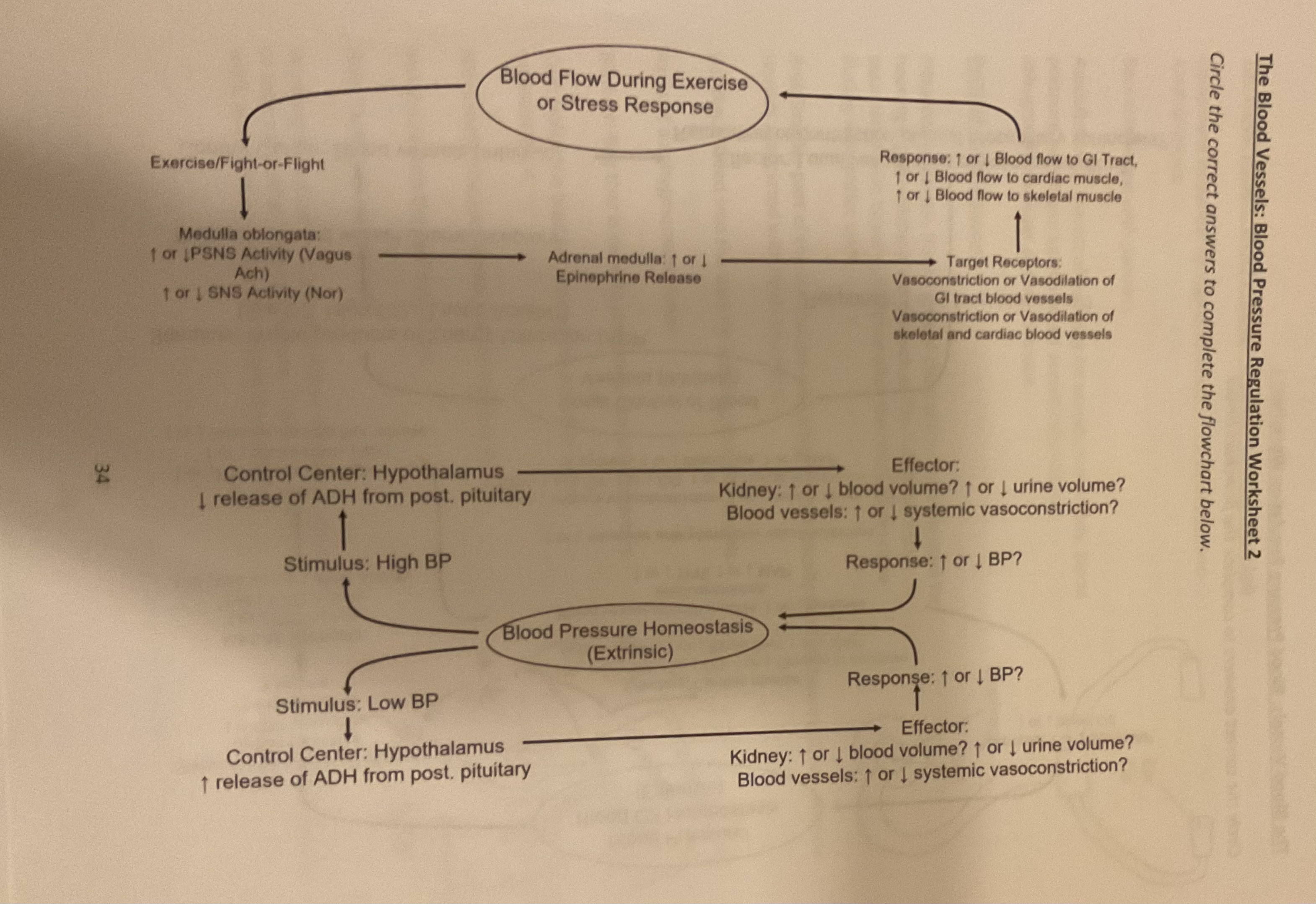 Solved The Blood Vessels Filtration and Reabsorption