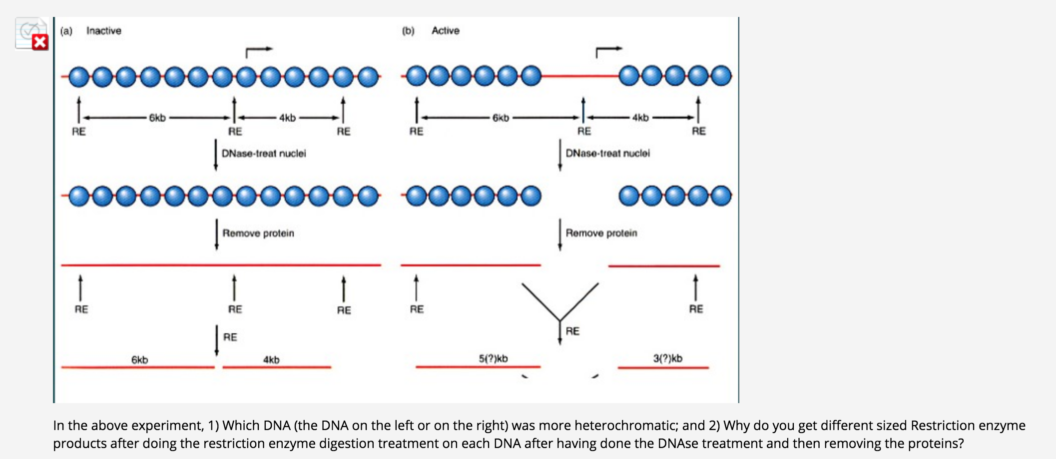 solved selected answer dna on right