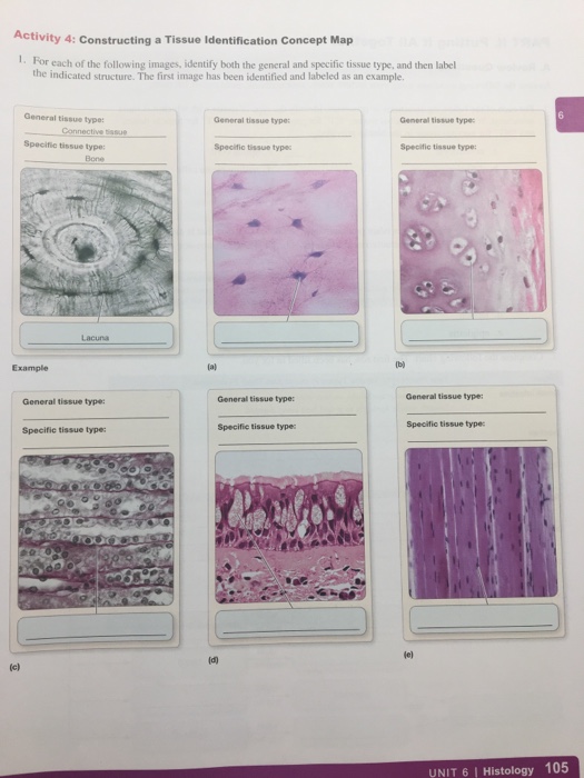 activity-4-tissue-identification-concept-map-american-map