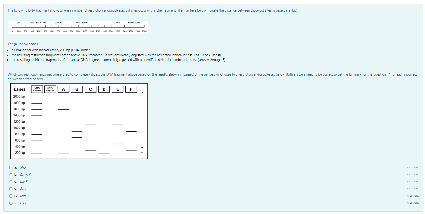 Solved a DNA ladder with markers every 200bp (DNA Ladder)