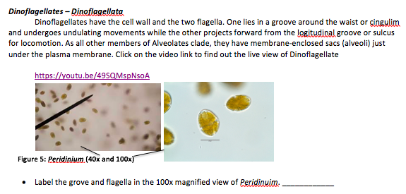 Solved Dinoflagellates - Dinoflagellata Dinoflagellates have ...