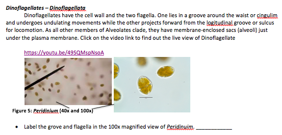 dinoflagellates cell