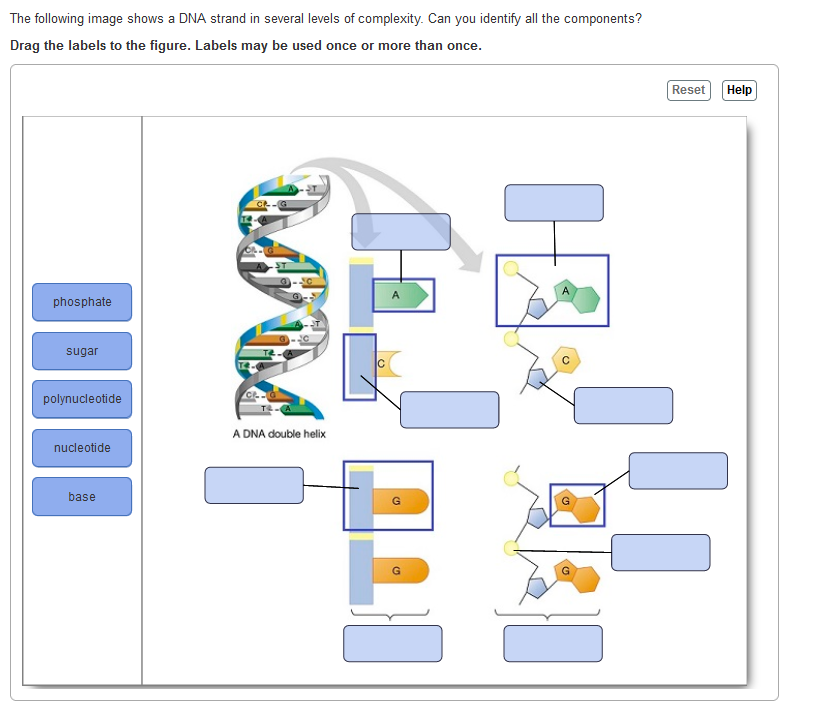 Solved The following image shows a DNA strand in several | Chegg.com