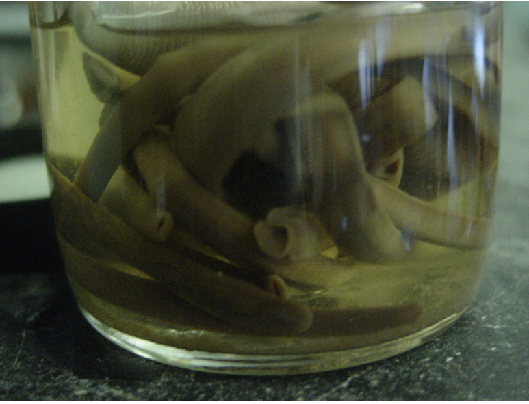Solved Observe and sketch the preserved leeches. How | Chegg.com