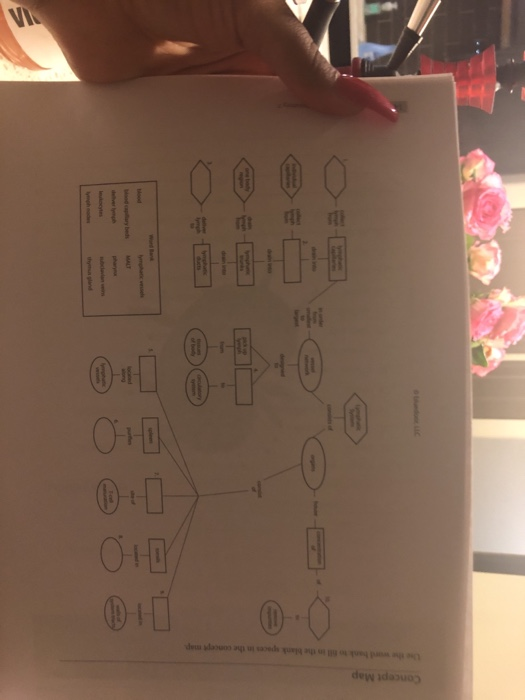 Solved Key Term Matching 1. thymus gland A. purify lymph | Chegg.com