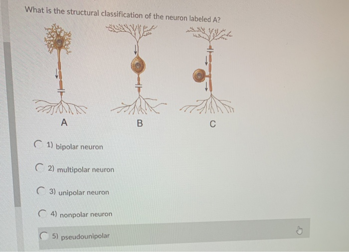 Solved What Is The Structural Classification Of The Neuron Chegg Solved What Is The Structural Classification Of The Neuron Chegg
