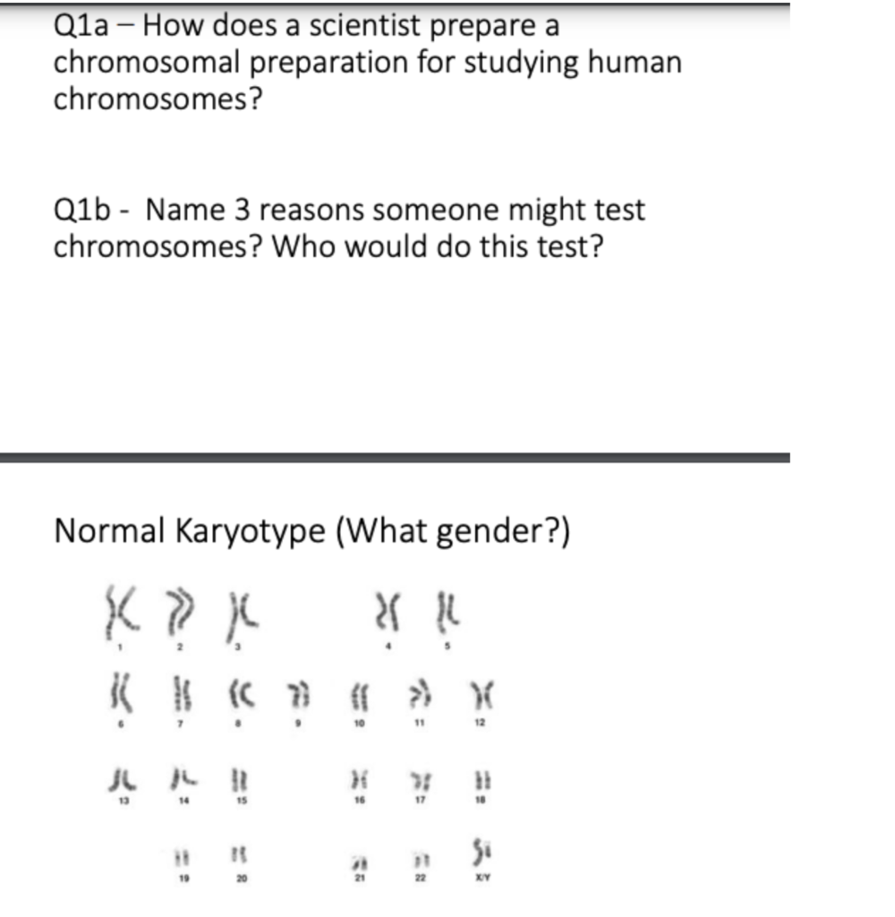Solved Q1a How does a scientist prepare a chromosomal