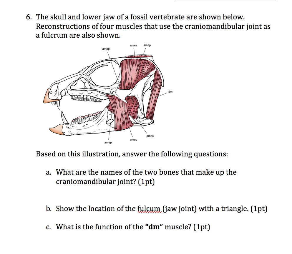 Jaw Muscle Names / Temporomandibular Joint Dysfunction Wikipedia