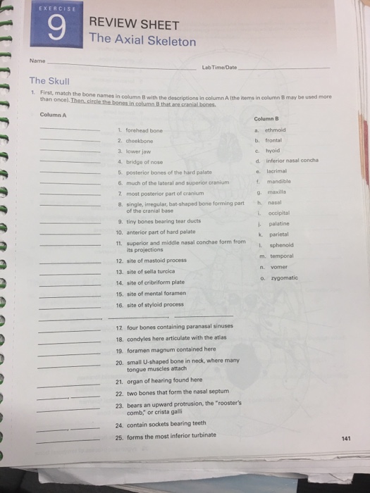 Review Sheet Exercise 8 The Axial Skeleton Answer Key - ExerciseWalls