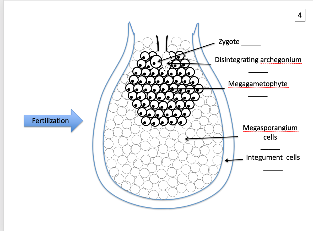 Solved 1 Megaspore mother cell Megasporangium cells | Chegg.com