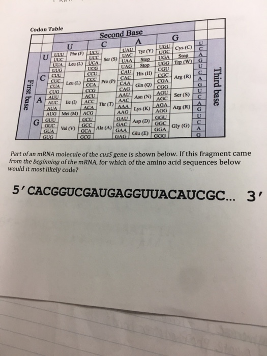 Solved Codon Table Second Base Cys (C) Phe (F) TyT (Y) Ser | Chegg.com