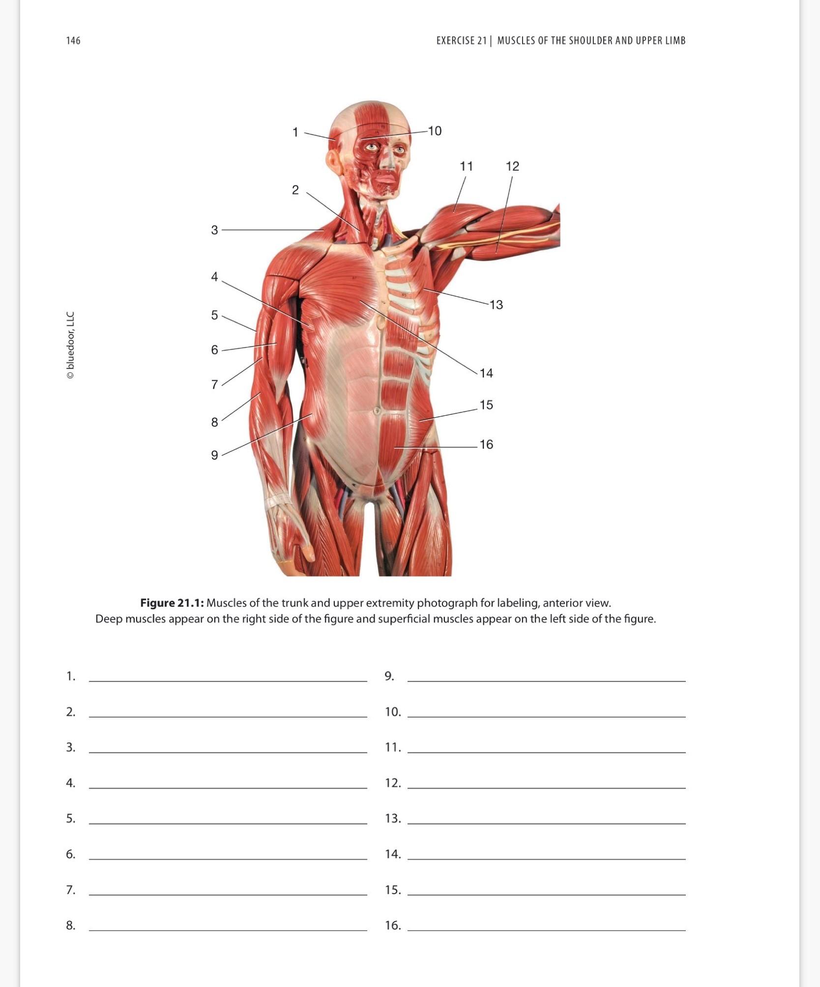 Solved 146 EXERCISE 21 MUSCLES OF THE SHOULDER AND UPPER Chegg com