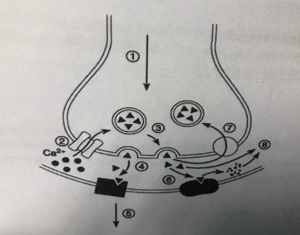 Solved In the figure above, answer questions a) In the | Chegg.com