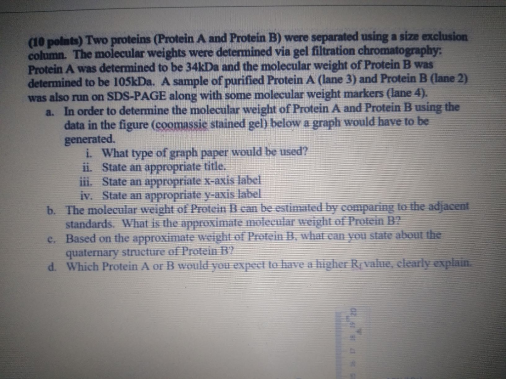 (10 points) Two proteins (Protein A and Protein B) | Chegg.com