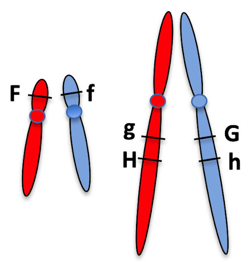 Solved The figure at right shows two homologous pairs of | Chegg.com