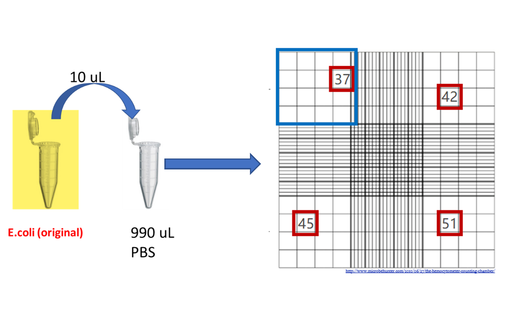 Solved Bacterial Quantification Part 1 hemocytomete Numbers