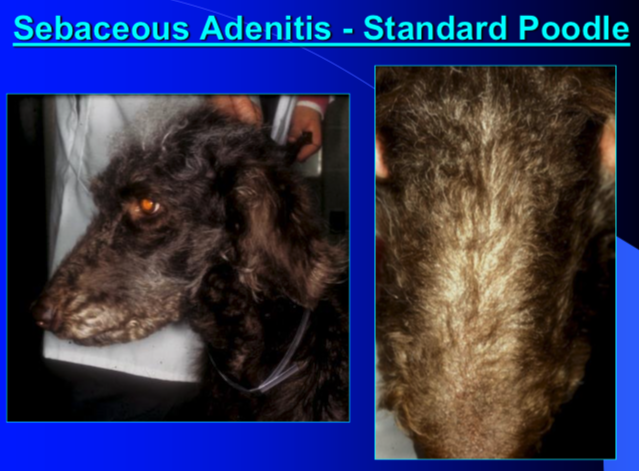 what is sebaceous adenitis poodles