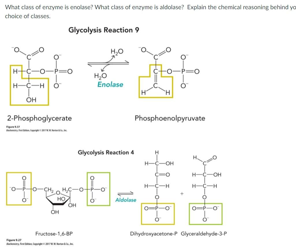 Solved What class of enzyme is enolase? What class of enzyme | Chegg.com