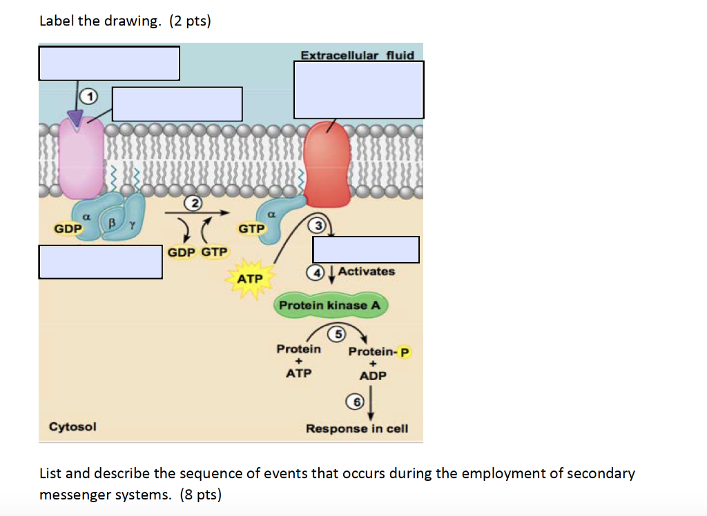 Solved Label the drawing. (2 pts) Extracellular fluid GDP BY | Chegg.com