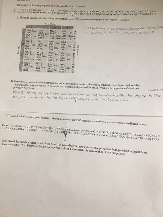 Solved 4) Consider the following sequence of a DNA double | Chegg.com