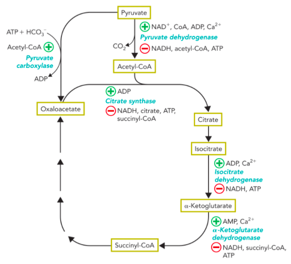 Solved Pyruvate NAD, COA, ADP, Ca2+ Pyruvate dehydrogenase | Chegg.com