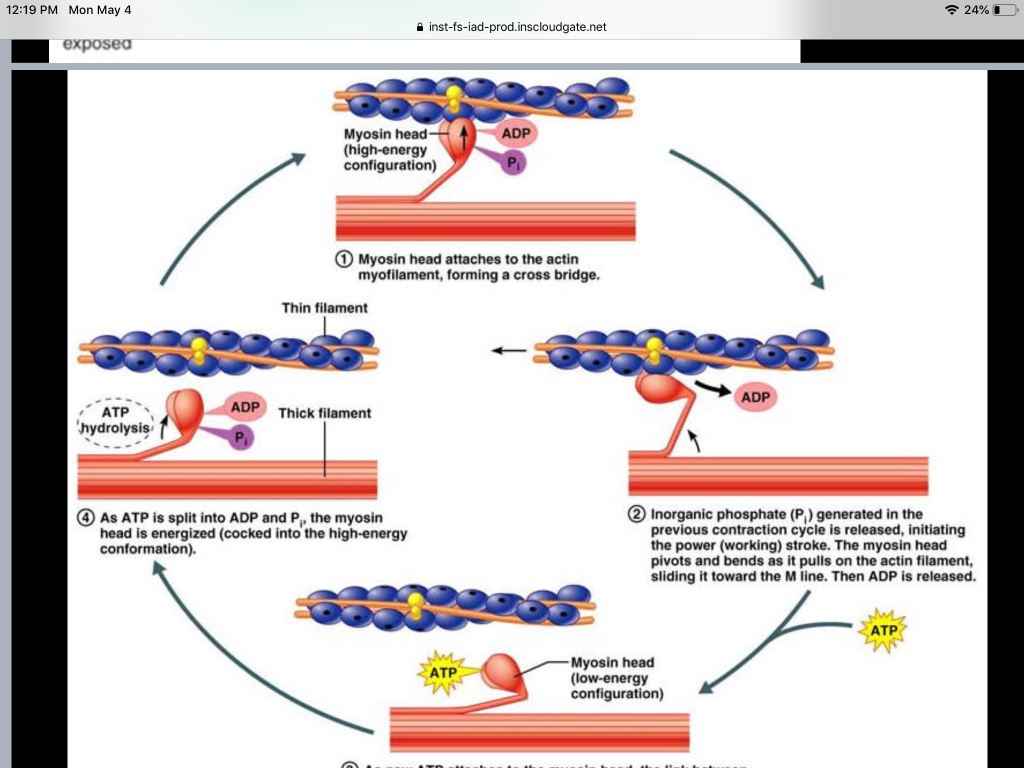 Solved Describe the ATPase cycle of myosin II. Use the