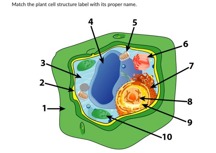 central vacuole in plant cell