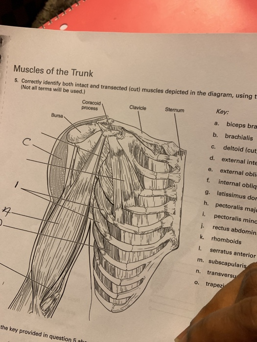 Solved Muscles of the Trunk 5. Correctly identify both | Chegg.com