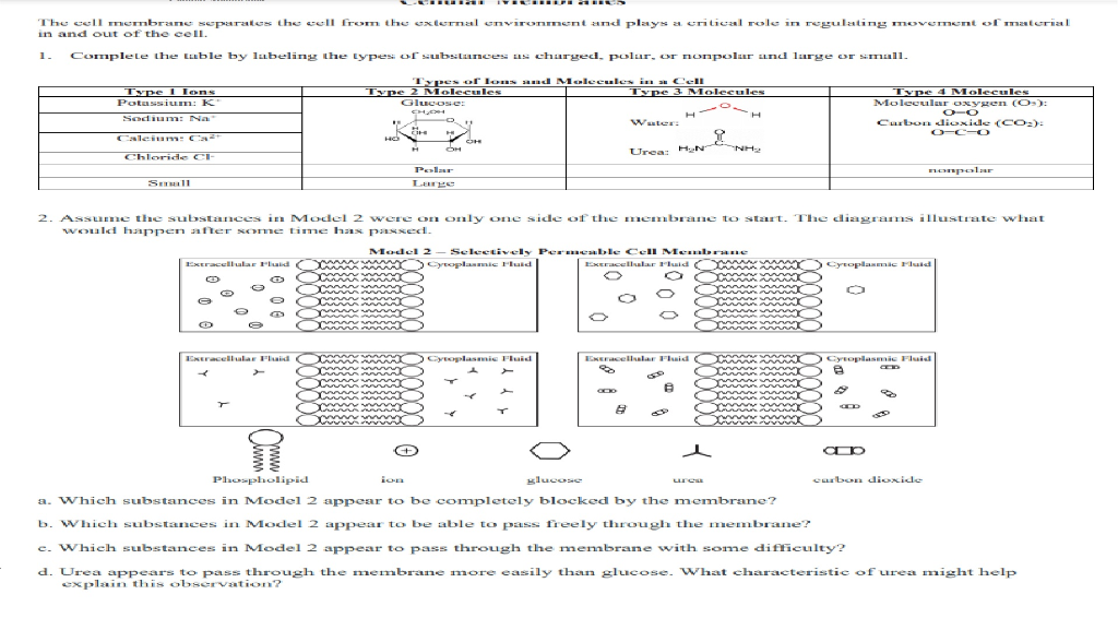 Solved Cy The Cell Membrane Separates The Cell From The Chegg Com