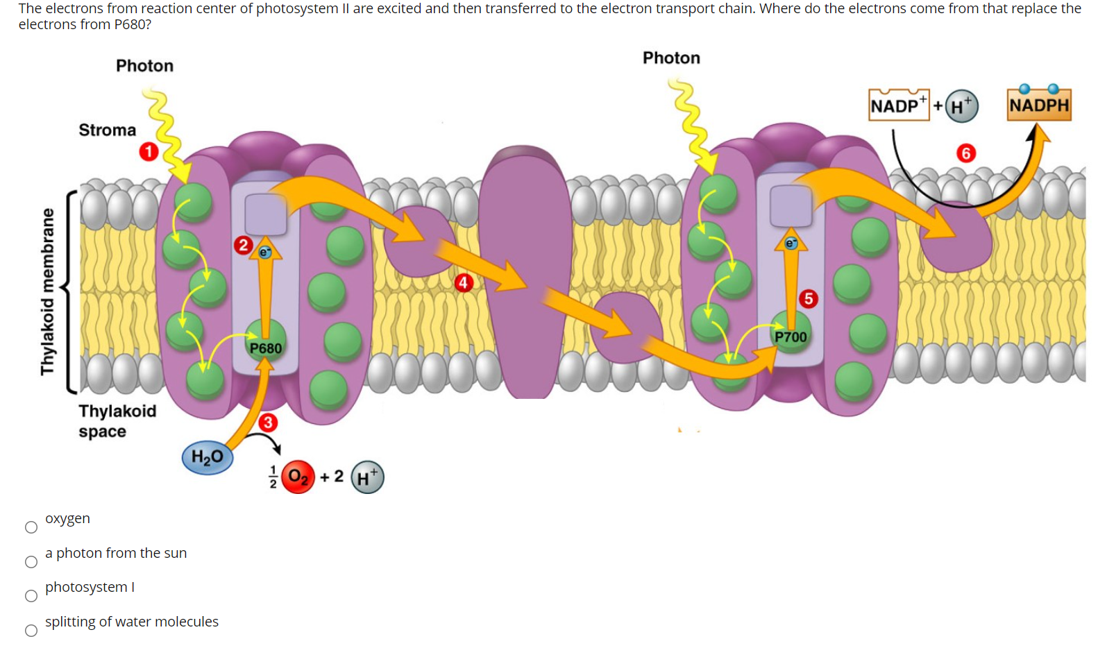 Solved The electrons from reaction center of photosystem II | Chegg.com