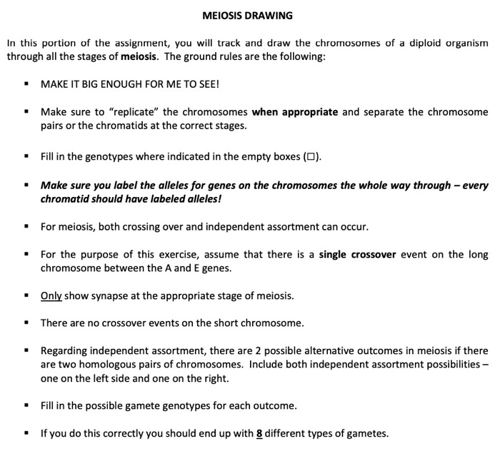Solved MEIOSIS DRAWING In this portion of the assignment, | Chegg.com