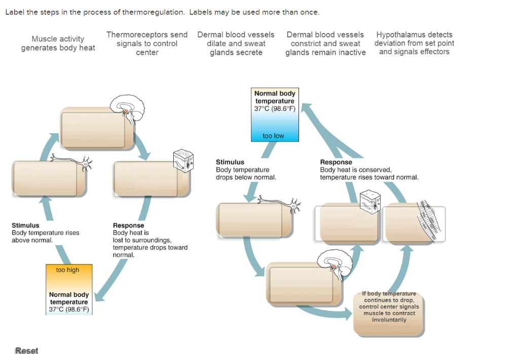 Solved Label the steps in the process of thermoregulation.