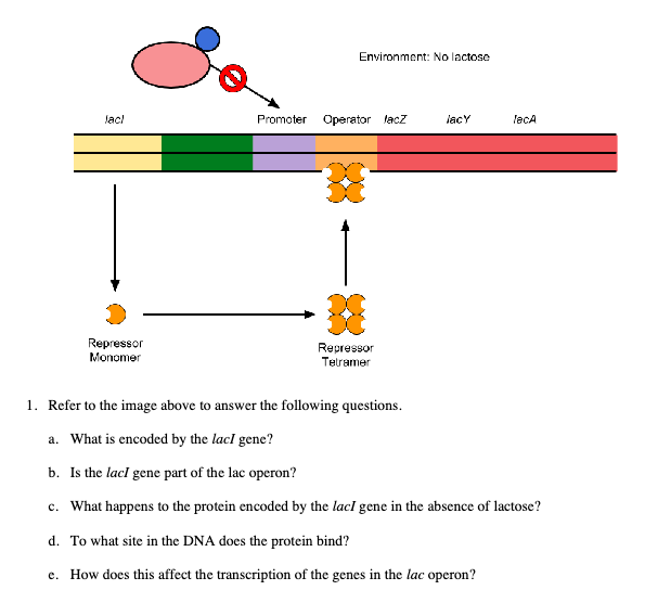 lac operon without lactose