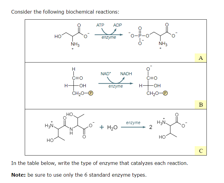 Solved Consider the following biochemical reactions ATP ADP
