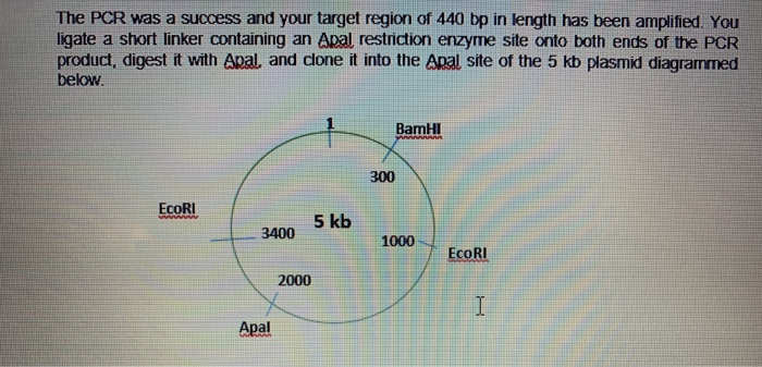 Solved . Draw the plasmid containing the cloned insert | Chegg.com