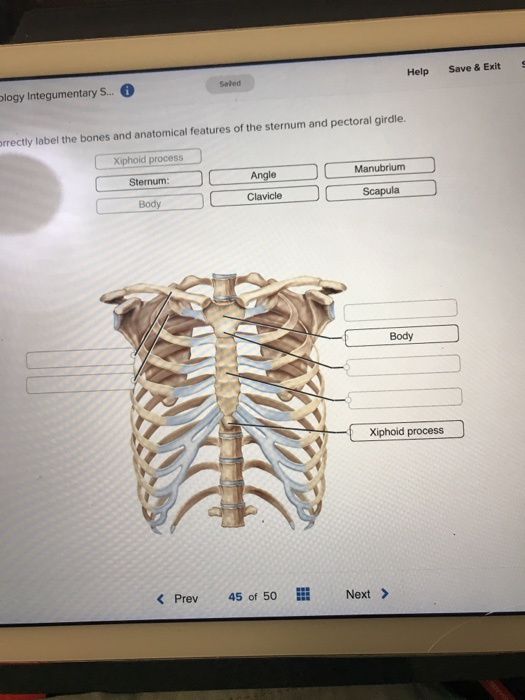 Solved Help Save& Exit Srled logy Integumentary S... rrectly | Chegg.com