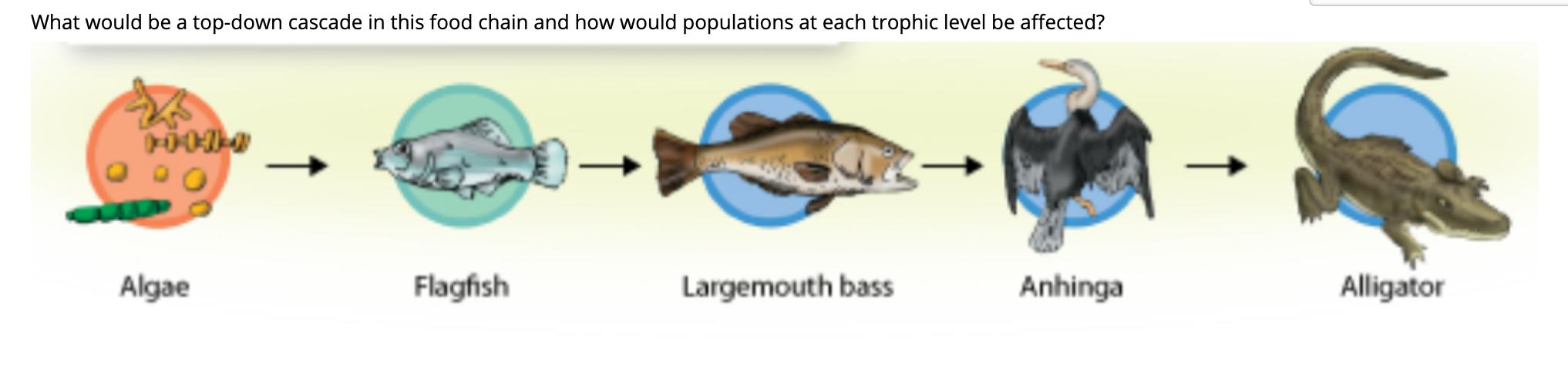 Solved What would be a topdown cascade in this food chain