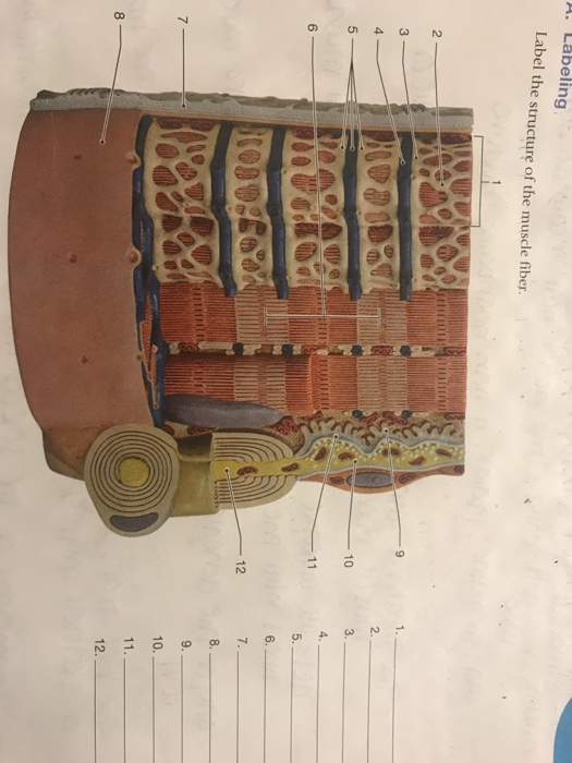 44 label the structures of a skeletal muscle fiber.