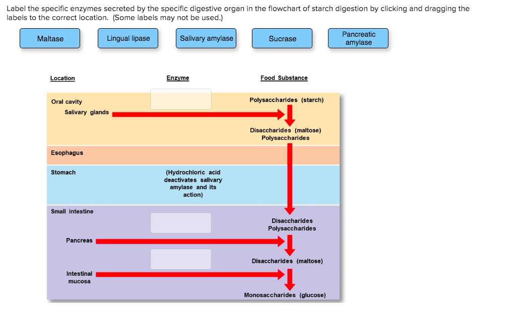 Solved Label The Specific Enzymes Secreted By The Specifi Chegg Com