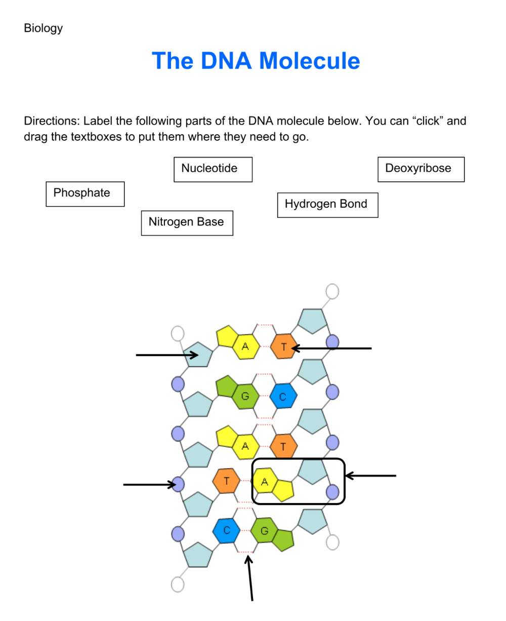 Dna Diagram Labeled Nitrogen Base