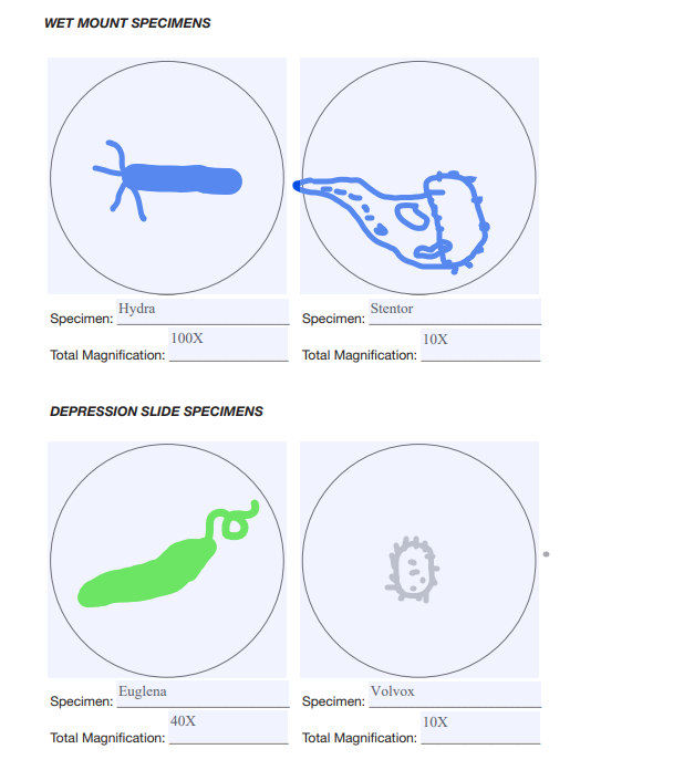 Solved WET MOUNT SPECIMENS Stentor Specimen Hydra Specimen