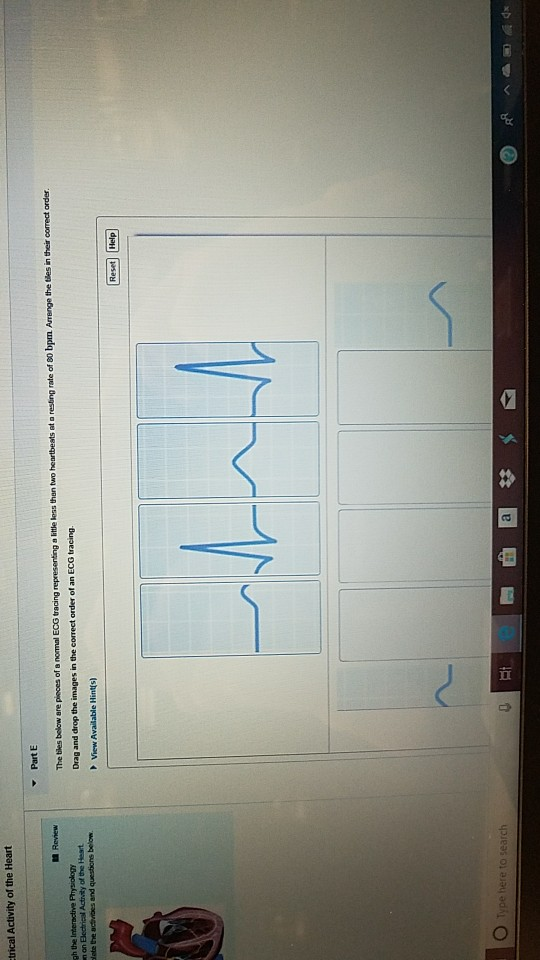 Solved trical Activity of the Heart Drag and drop the images | Chegg.com