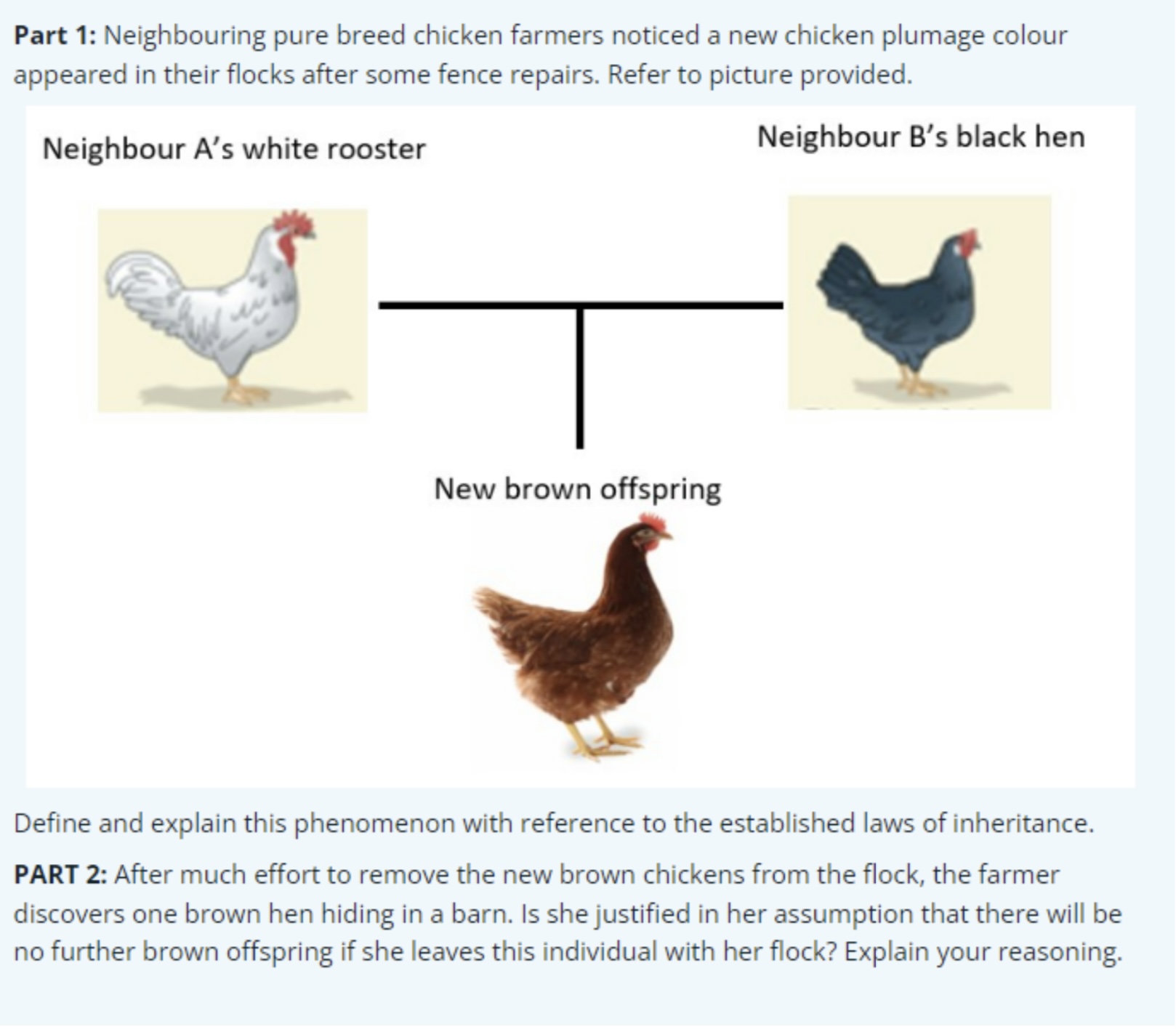 Pure Breed Chickens - What Are Pure Breed Hens? - The Poultry Pages