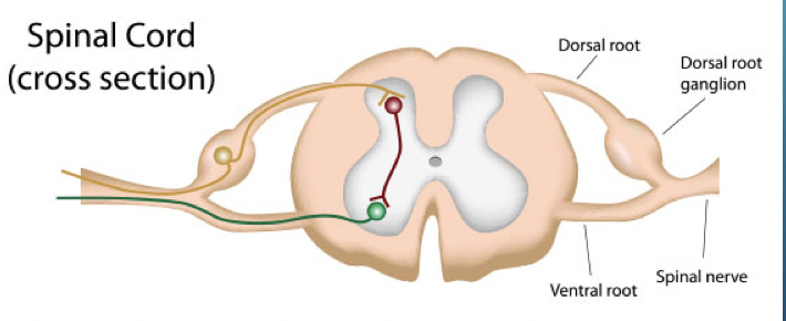 Solved Spinal Cord Cross Section Dorsal Root Dorsal Root