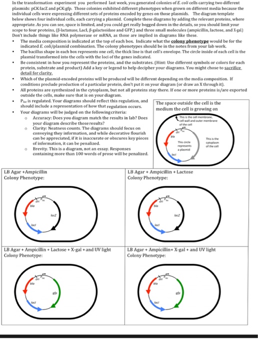 transformation experiment report 01